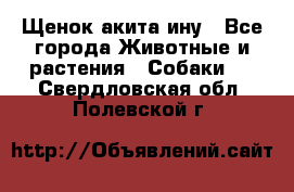 Щенок акита ину - Все города Животные и растения » Собаки   . Свердловская обл.,Полевской г.